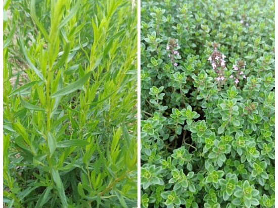 Sel estragon, thym citron