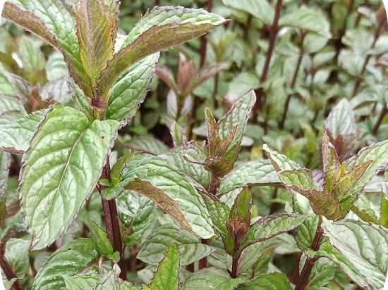 Sucre à la menthe poivrée