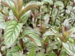 Sucre à la menthe poivrée