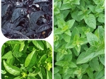 Sel basilic, origan