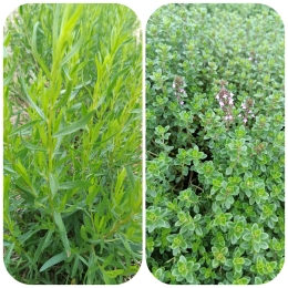 Sel estragon, thym citron