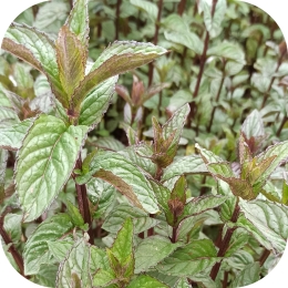 Sucre à la menthe poivrée