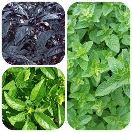 Sel basilic, origan