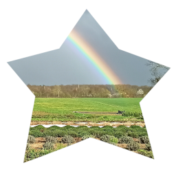 Un arc-en-ciel sur un champ de Curtaringe.
